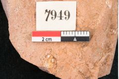 Foto (Detailansicht) von Taxodium distichum miocenicum Heer (NHMW-GEO-2024-0188-7949)
